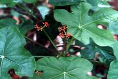 Jatropha podagrica